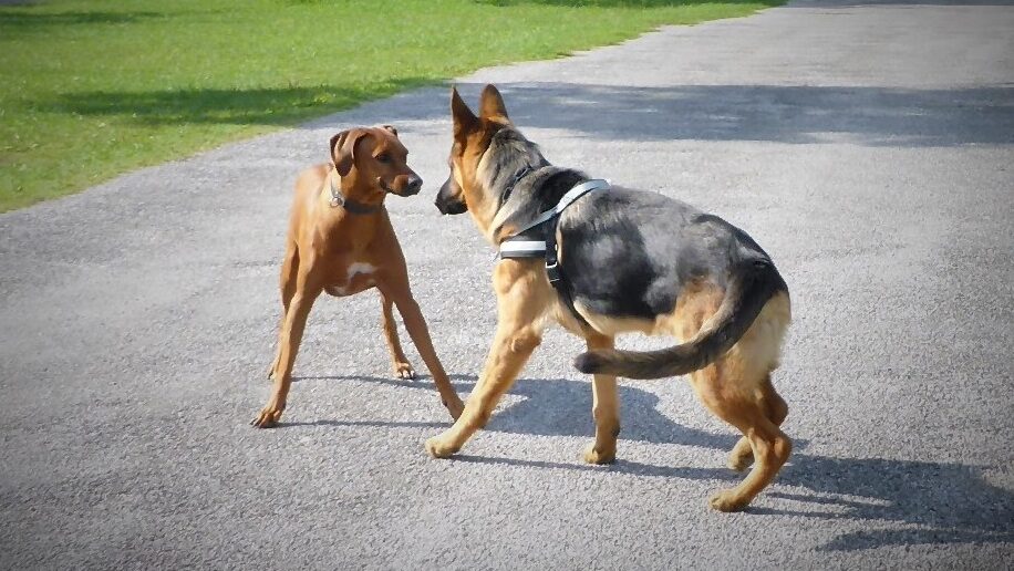 Hund/ Hund