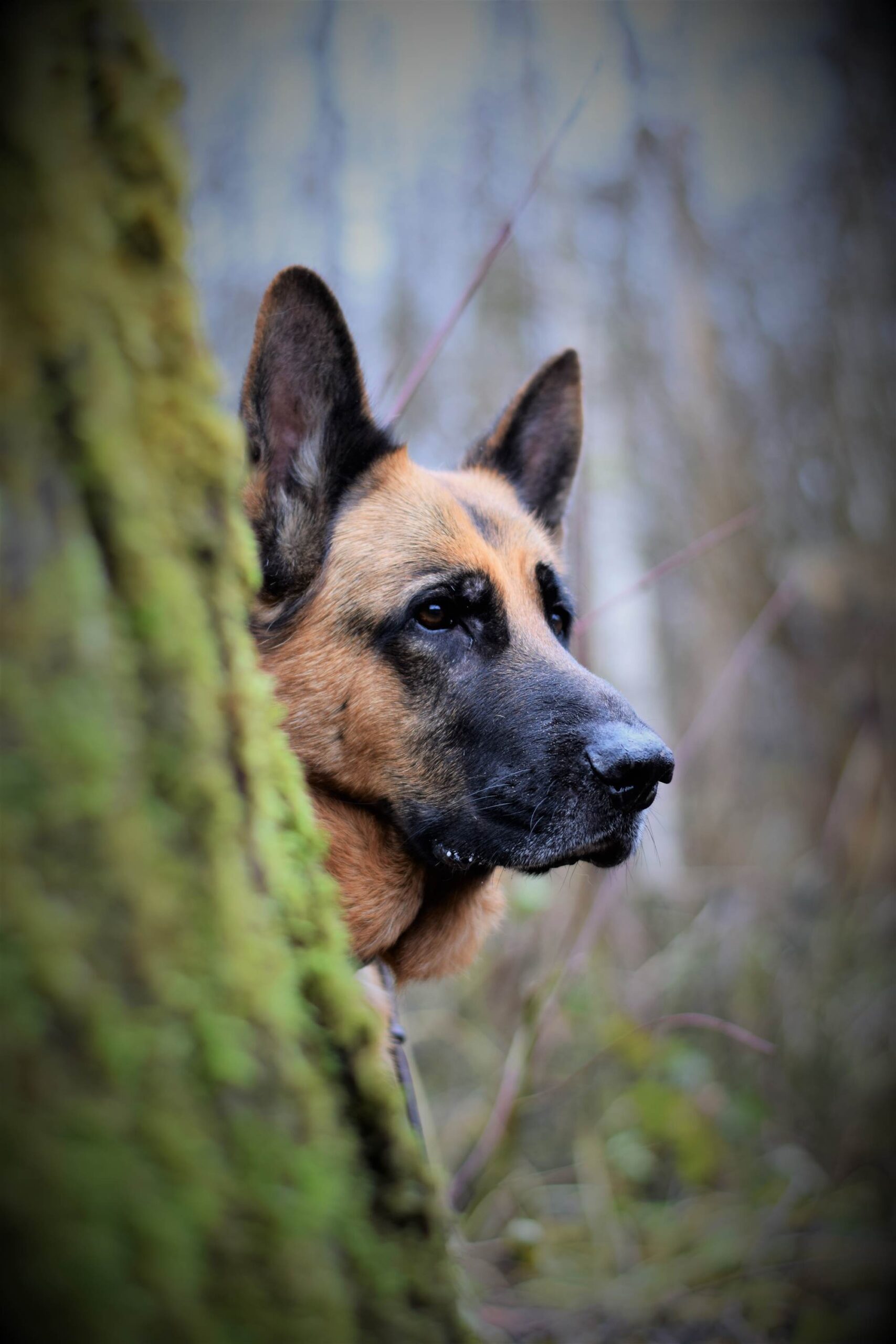 Der Wolf in Bewegung