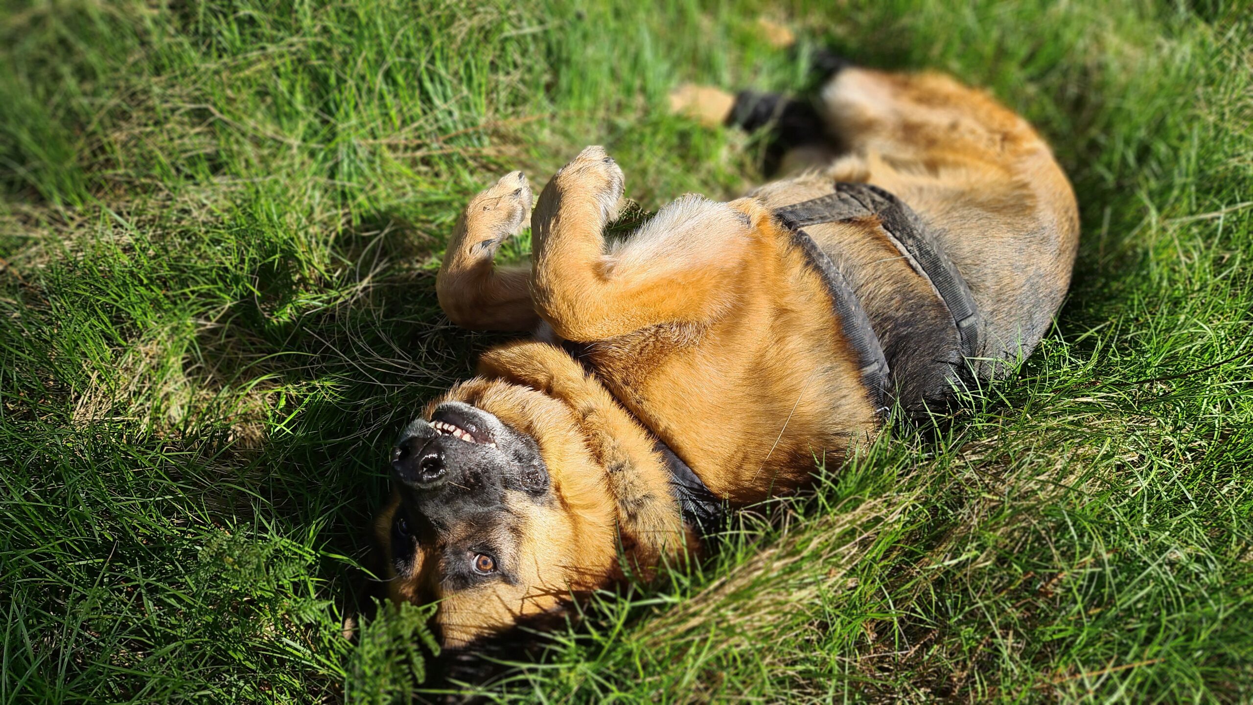 Rassetypische Auslastungsmöglichkeiten